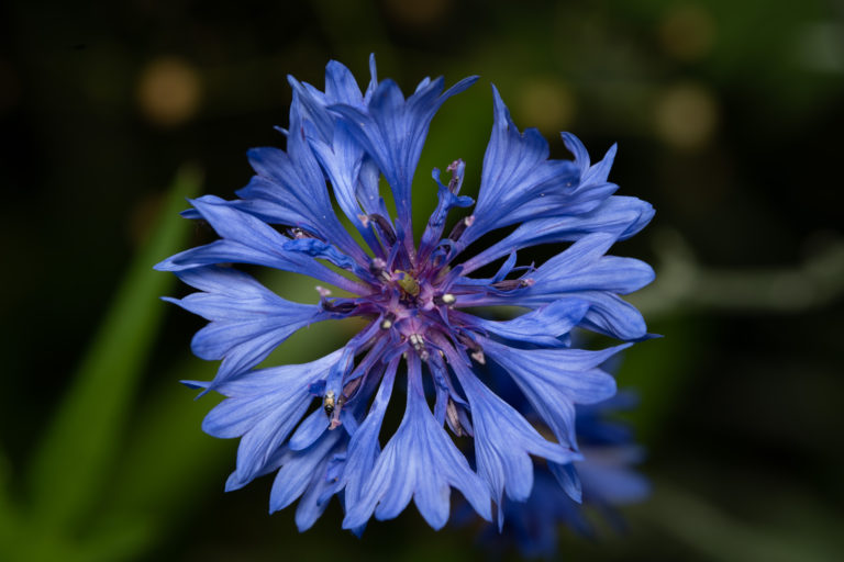 Nigelle bienfaits