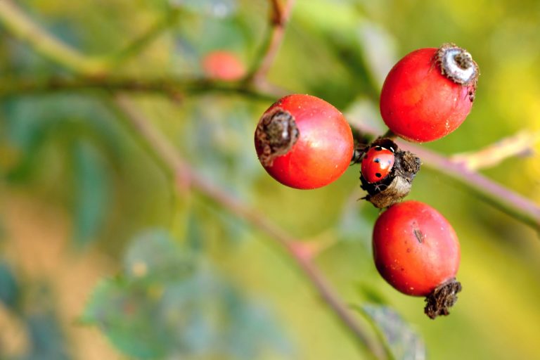 Les bienfaits du guarana
