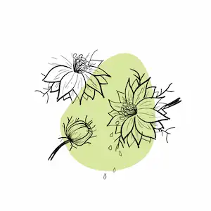 Nigelle - Compléments alimentaires